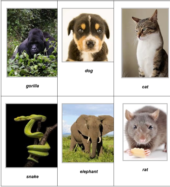 ejercicios de animales en ingles pdf con respuestas