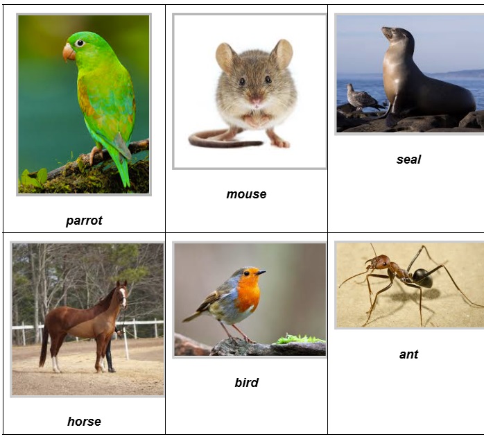 ejercicios de animales en ingles pdf con respuestas